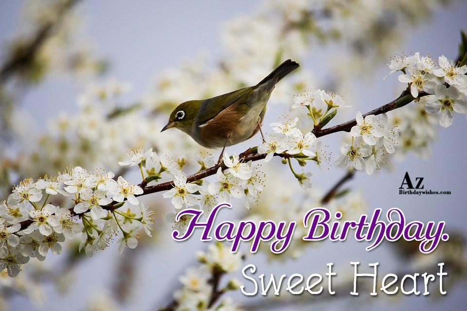 Birthday Wishes With Birds - Birthday Images, Pictures ...